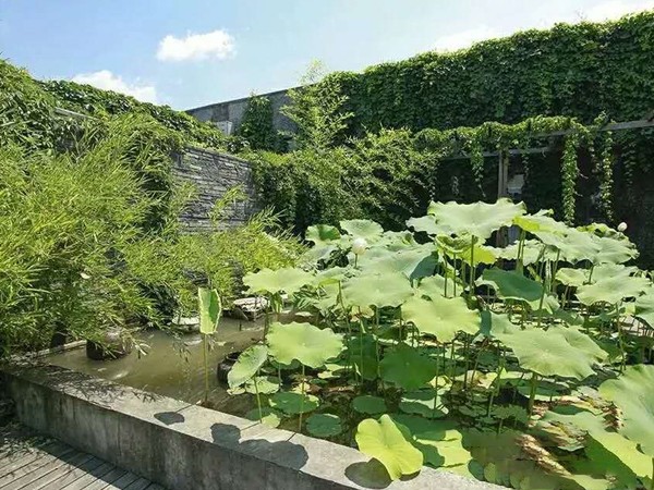 富陽校區(qū)校園一角